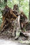 stump