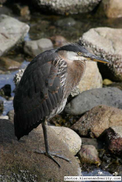 heron