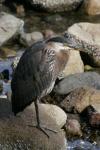 heron