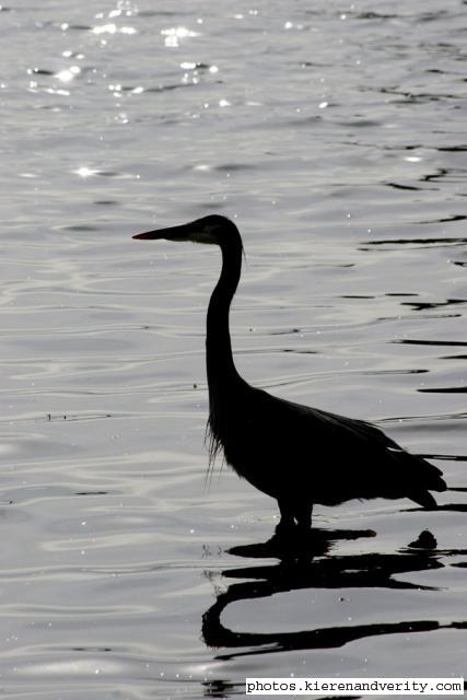 heron