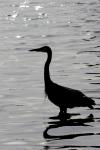 heron