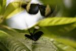 butterflies