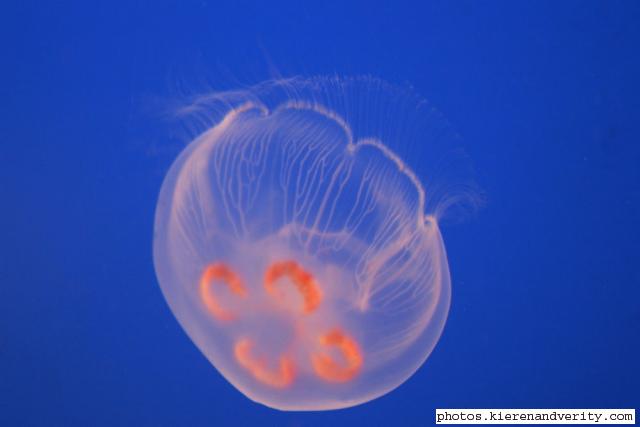 jellyfish