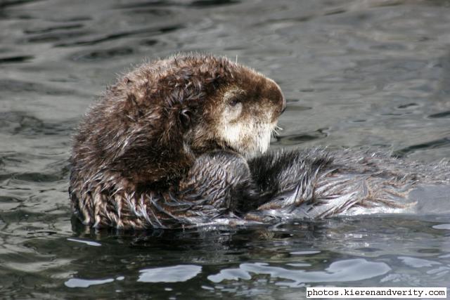 sea otter