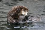 sea otter