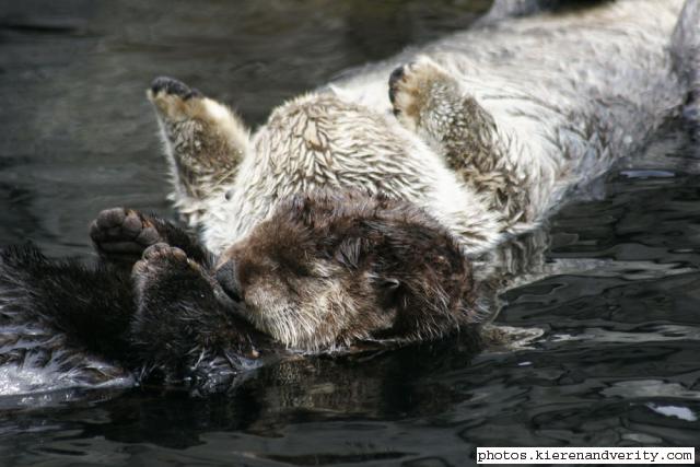 sea otter