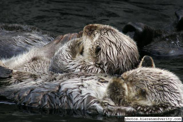 sea otter