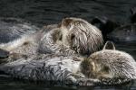 sea otter