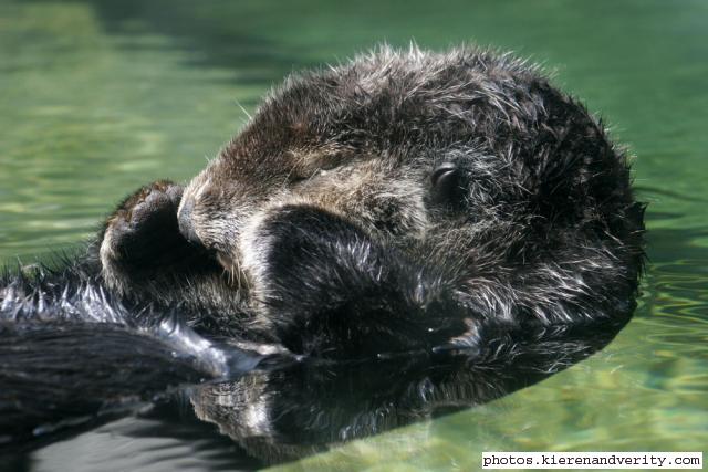 sea otter