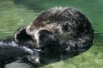 sea otter