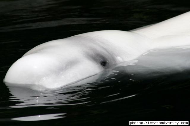 beluga whale