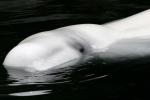 beluga whale