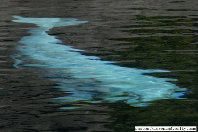 beluga whale