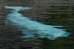 beluga whale
