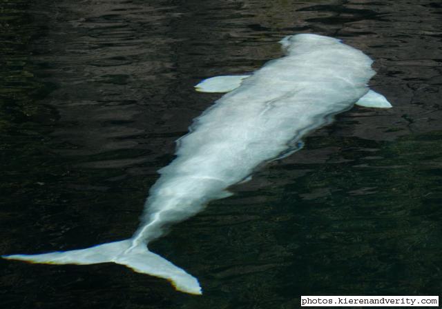 beluga whale