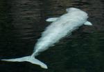 beluga whale