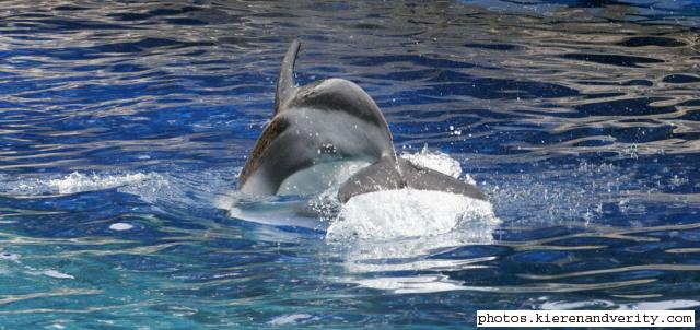 dolphin