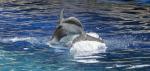 dolphin