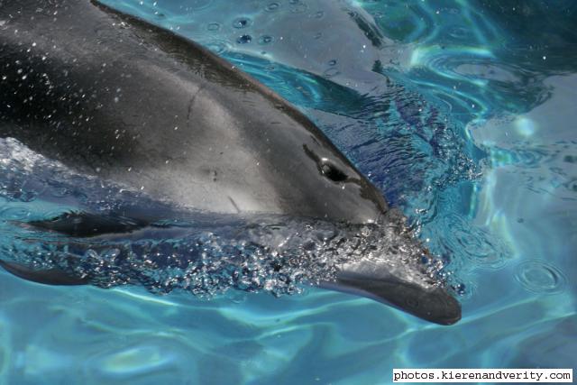 dolphin