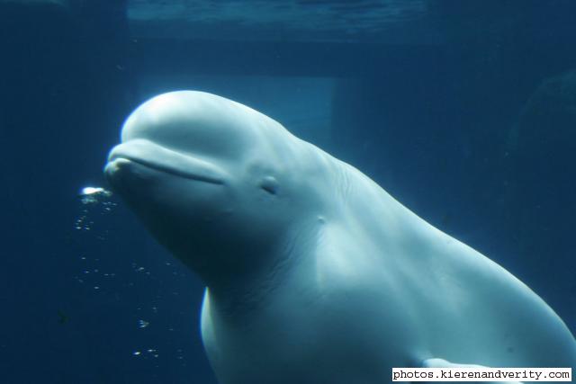 beluga whale