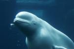 beluga whale