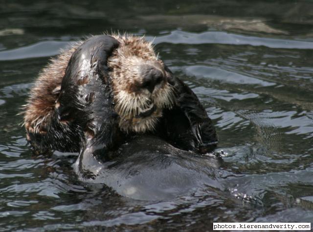 sea otter