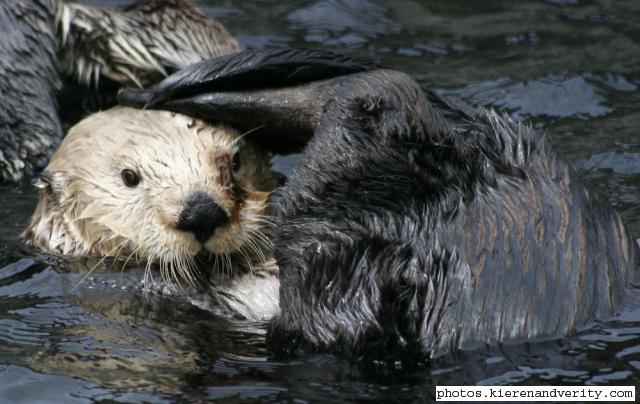 sea otter