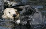 sea otter