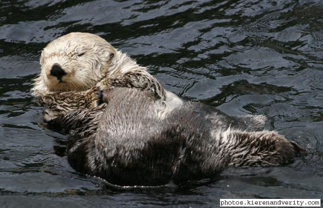 sea otter