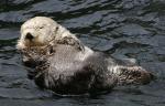 sea otter