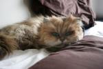 Tilly