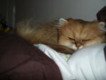Tilly