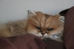 Tilly