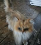 Tilly