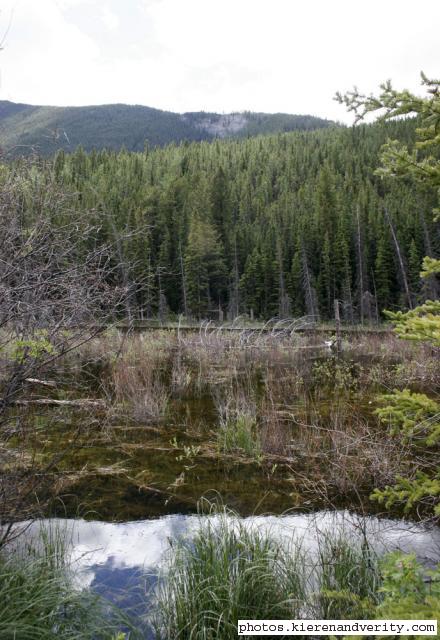 lake and trees