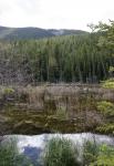 lake and trees