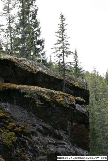 tree on rock