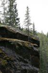 tree on rock