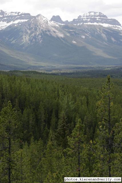 mountains and trees