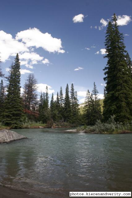 trees by river