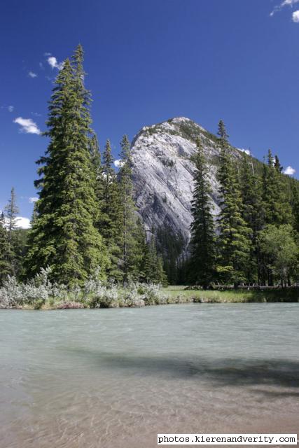 trees and river