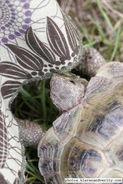 skirt vs tortoise