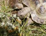 eating rampaged plants