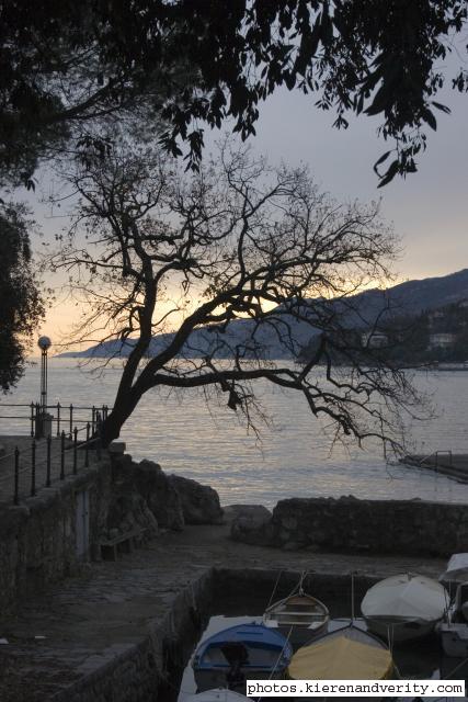 picturesque tree